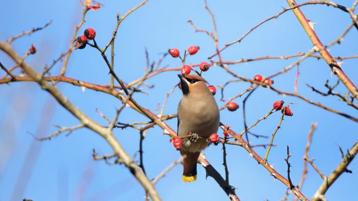 Silkehale midt i maden. Foto Daniel Palm Eskildsen.