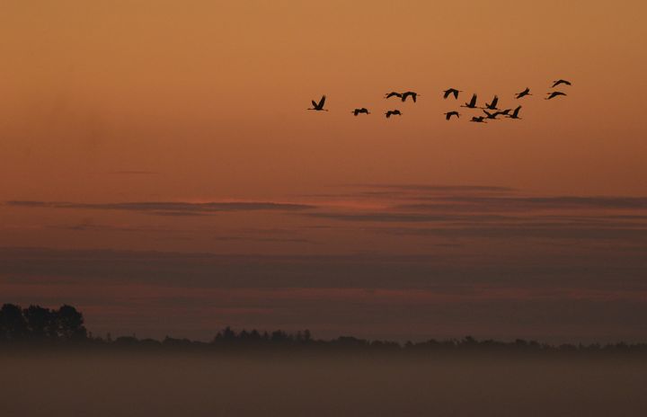 Traner flyver mod nattesæde. Foto: Jan Skriver.