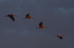 Traner, to voksne, to unger, på vej mod overnatning. Foto: Jan Skriver