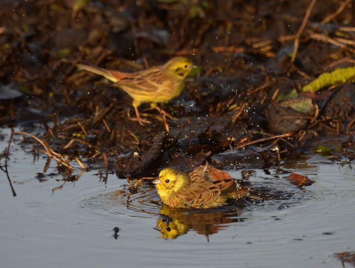 Det er ikke nok for gulspurven at gå i bad, der skal føde til fremgang. Foto: Jan Skriver.