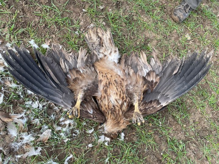 Den unge giftdræbte havørn. Foto: Marianne Krag Petersen / DOF BirdLife.