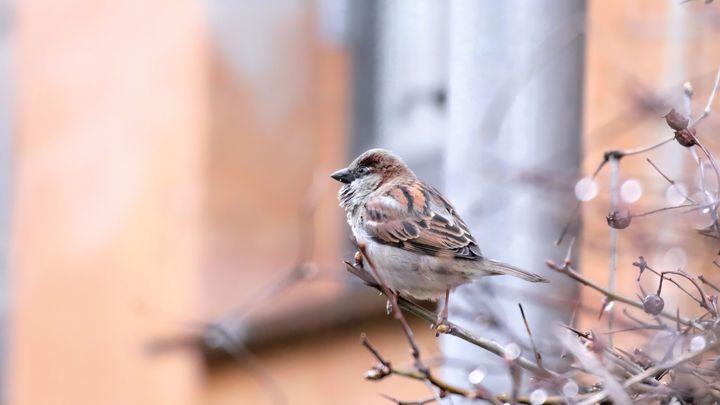 I mindst 10.000 år har gråspurven fulgt i hælene på mennesket og spist, hvad der blev levnet i landbokulturerne. Foto: Daniel Palm Eskildsen.