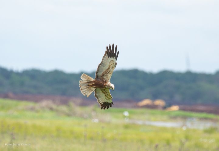 Rørhøg. Foto: Peter Bonne Eriksen.