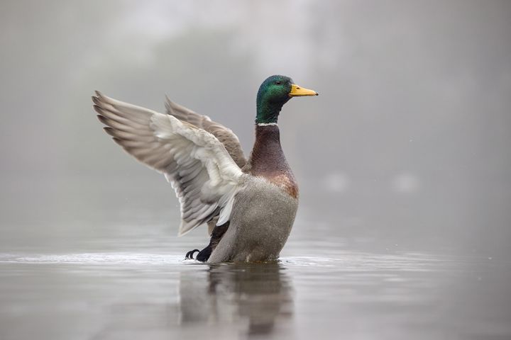 Blandt mange fugle er særligt svømmeænder og gæs sårbare overfor forstyrrelser med fyrværkeri. Foto af gråand: Oliver Zeeberg Nielsen.