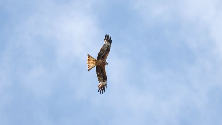 De seneste to-tre årtier er antallet af røde glenter i Danmark vokset markant. Foto: Daniel Palm Eskildsen.