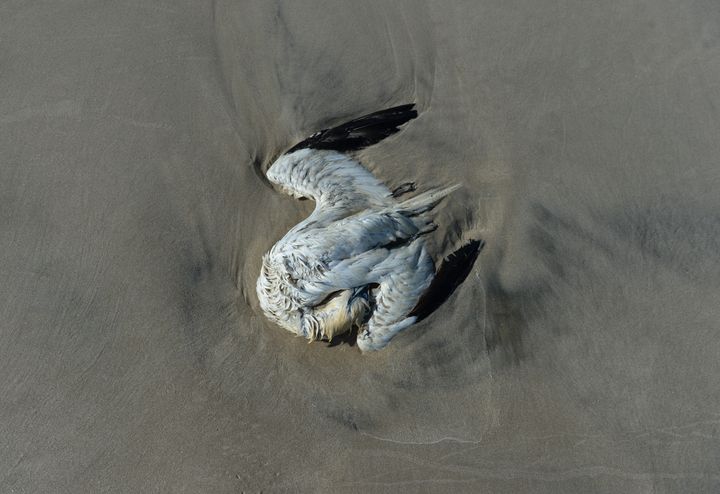 Død sule i sandet. Foto: Jan Skriver.