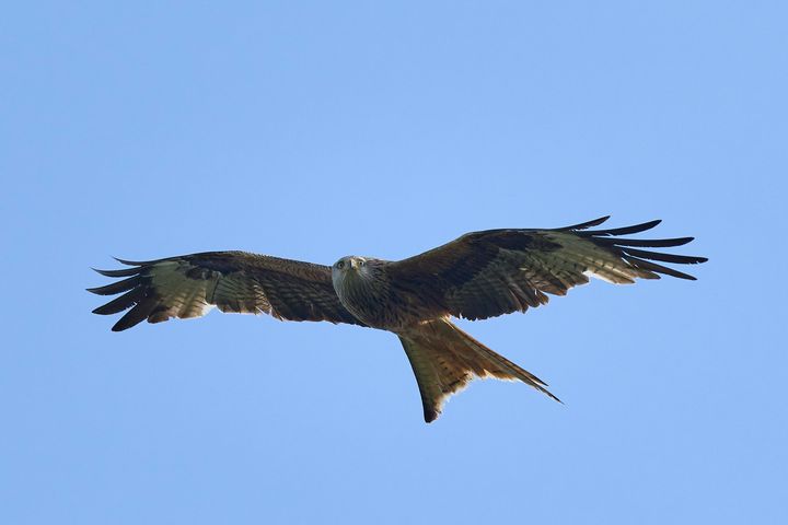 Op imod 100 ornitologer deltog i den landsdækkende glentetælling, som DOF BirdLife gennemførte for 12. år i træk. Foto: Johan Christian Homann.