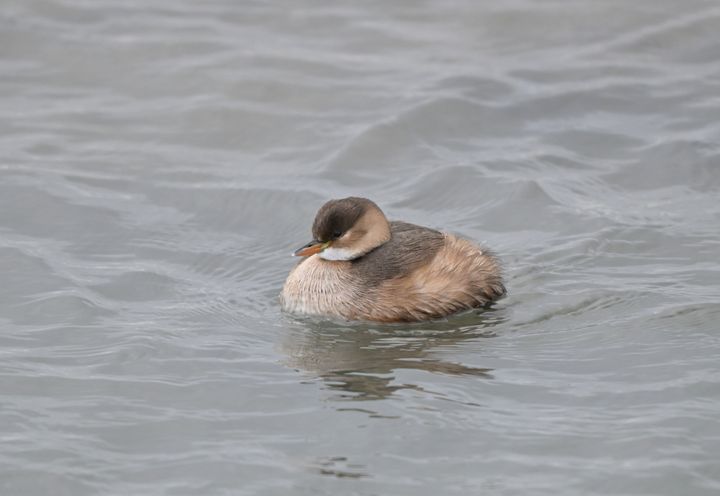 Lille lappedykkers fjerdragt er speciel. Den er dunet og løs, når den som en fjerbold flyder på vandet. Foto: Jan Skriver.