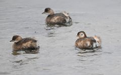 Små lappedykkere. Foto: Jan Skriver.