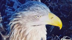 Web-kameraerne over ørnerederne bliver hver sæson gjort klar i løbet af vinteren på en måde, så man ikke forstyrrer de store rovfugle.