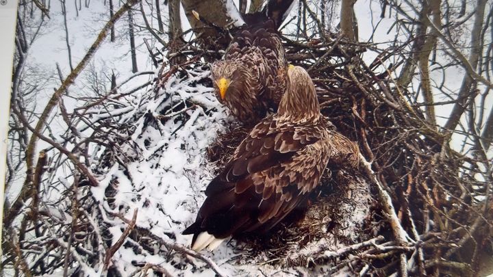 Det er fjerde ynglesæson, at de to havørne ved Hyllekrog danner par og kan livestreames med ØrneTV.