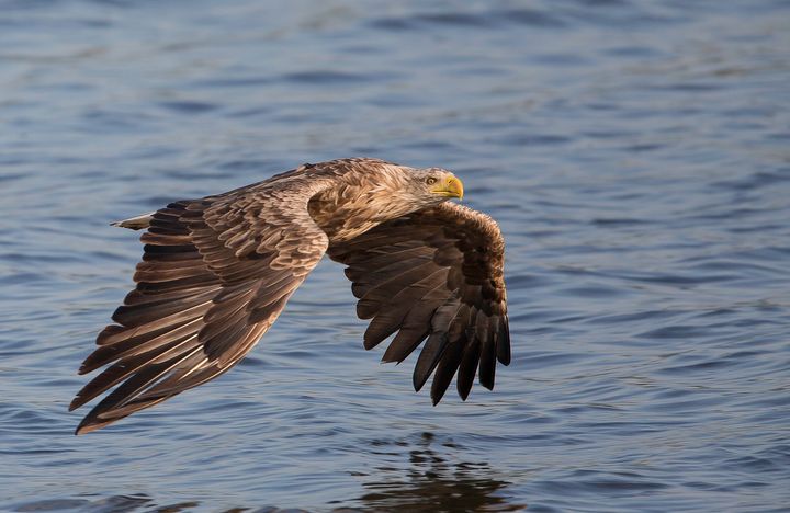 Havørnen er udbredt i hele Danmark, så chancerne for at se den på Ørnens Dag er gode. Foto: Erik Borch Pedersen.