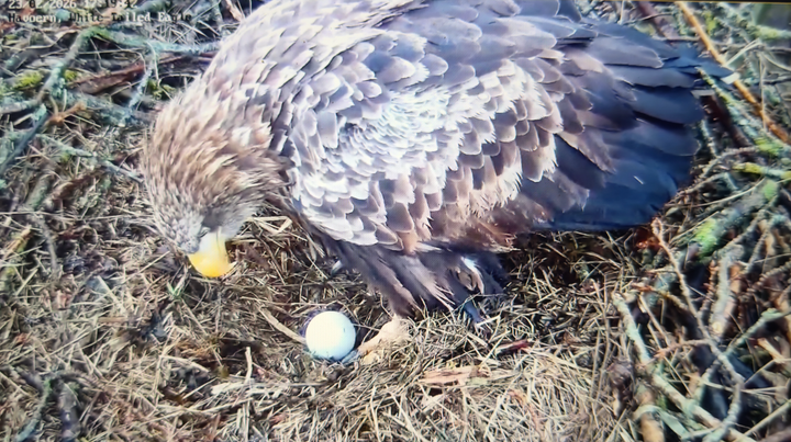 Havørne ruger normalt 38-40 dage, før ægget klækker.