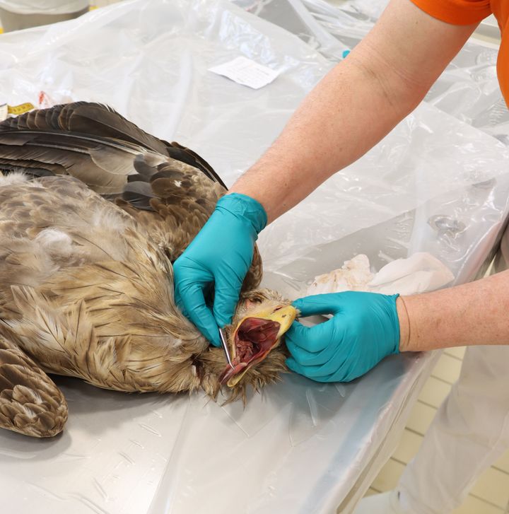 Giftdød havørn fra Fuglebjerg, februar 2025. Foto: Københavns Universitet.