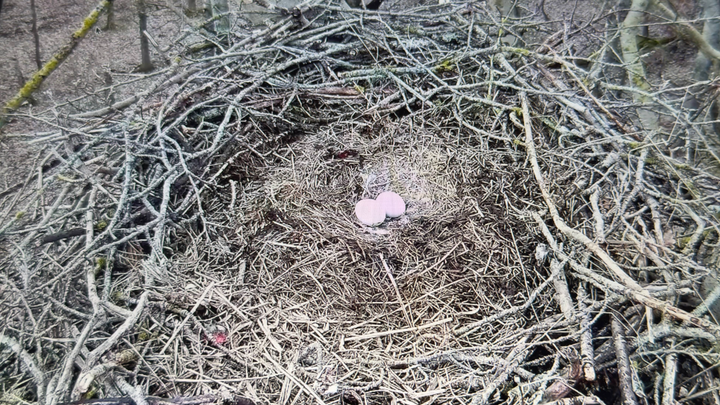 Cirka to døgn før ungen begynder at hakke hul i æggeskallen med sin æggetand, kan de gamle ørne høre den pippe inde i ægget.