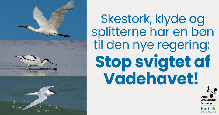 Vadehavet er et helt afgørende yngleområde for en lang række fuglearter. Men den danske indsats for vadehavsområdet står på ingen måde mål med områdets betydning.