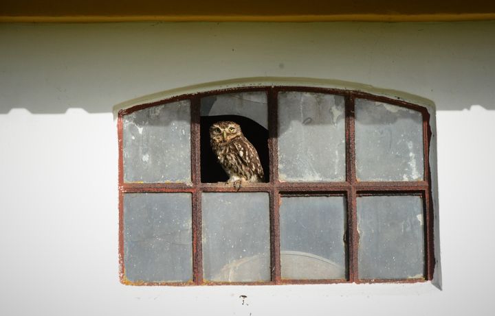 Kirkeuglen har oplevet en lille fremgang de seneste år, men det skyldes primært, at den fodres af mennesker. Der skal omlægning af natur til, hvis arter som kirkeuglen skal trives på en naturlig måde.