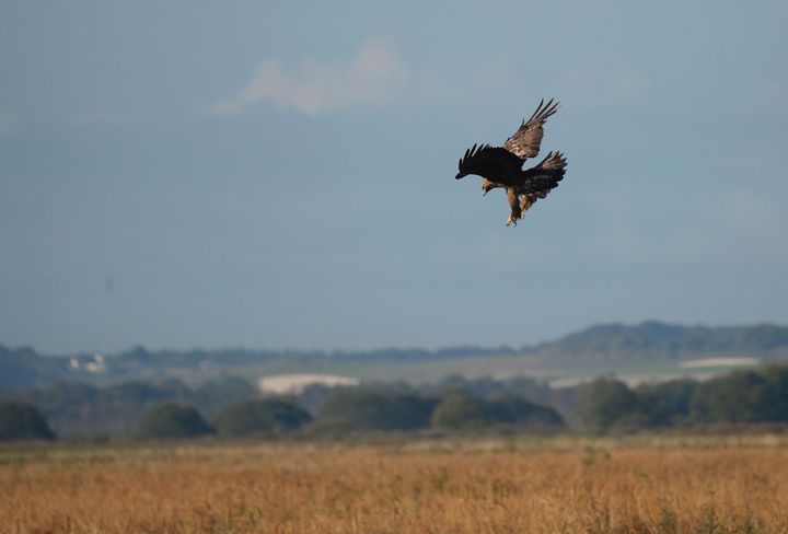 Seks kongeørneunger kom på vingerne i Danmark i 2026 trods en voldsom storm. Samtidig indtog flere par kongeørne nye territorier, hvor de forhåbentlig kan få succes med at yngle i fremtiden.