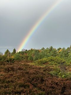 Der er masser af lyng i Stoubæk Krat.