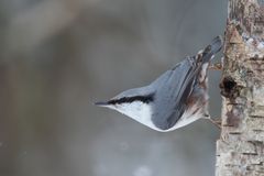 Spætmejsen lever i naturreservatet året rundt