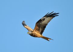 Den røde glente er en af de arter, der holder til i og omkring naturreservatet.