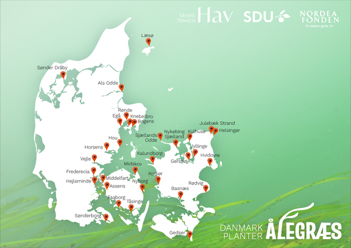 Danmark planter ålegræs 32 steder i landet d. 8. juni
