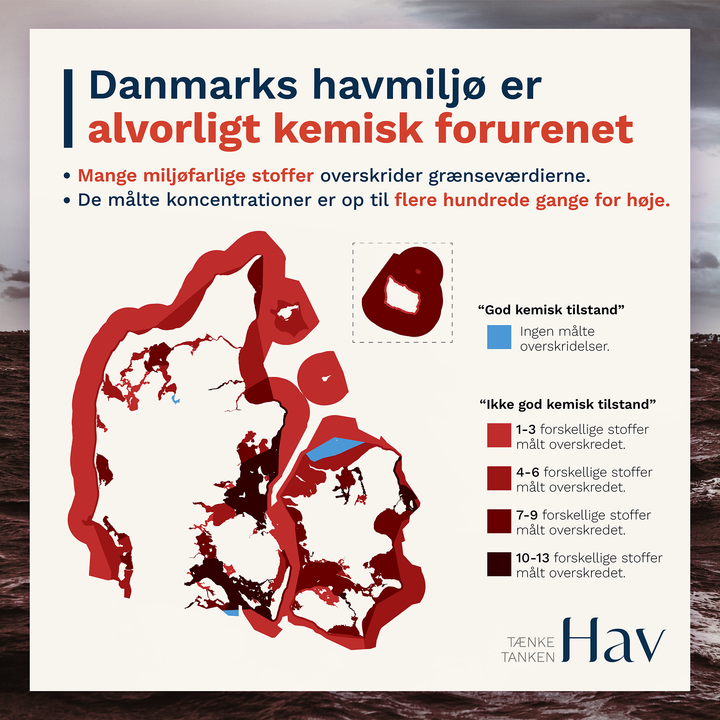 Ny analyse: Danmarks havmiljø er alvorligt kemisk forurenet