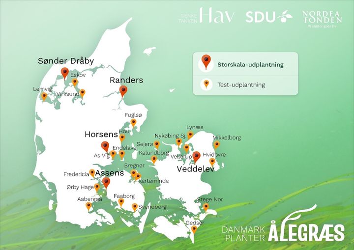 Danmark Planter Ålegræs på disse lokationer 14. juni 2026