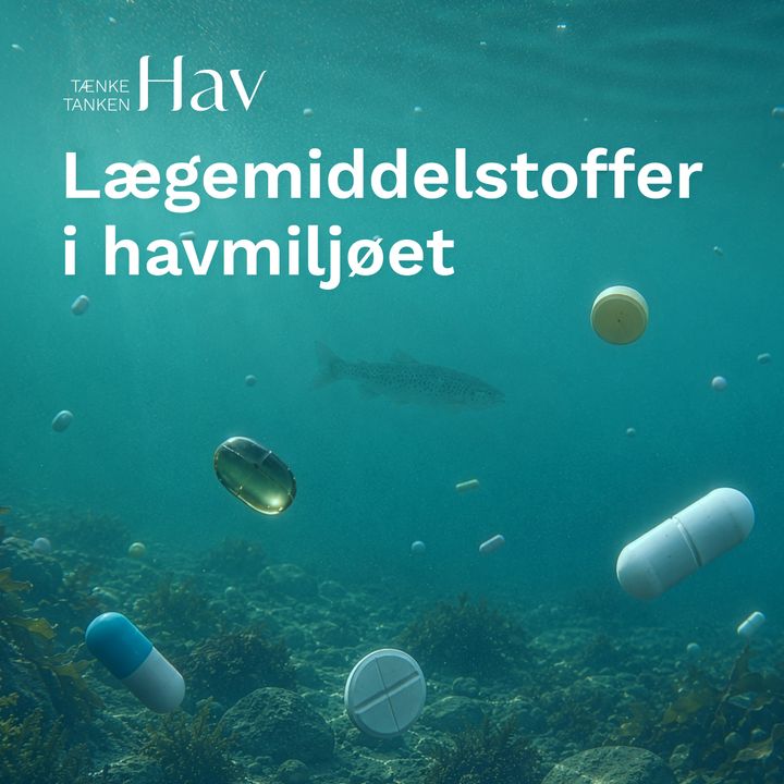 Der udledes hvert år tonsvis af bl.a. antidepressiv medicin, smertestillende medicin og antibiotika til vores havmiljø, fordi danske renseanlæg ikke har teknologien installeret til at fjerne dem. Stofferne kan have stor skadelig effekt på dyrene i havet, viser analysen fra Tænketanken Hav.