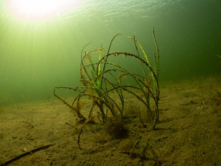 Iltsvind i Roskilde Fjord 1. sep. 2026