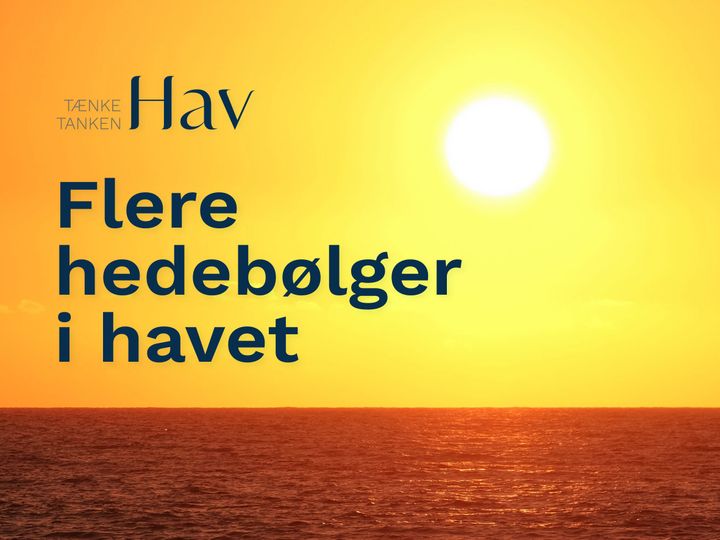 Markant flere hedebølger i danske havområder, viser ny analyse fra Tænketanken Hav