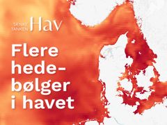 Antallet af marine hedebølgedage i de danske farvande er steget med 170 % siden 1980’erne, viser ny analyse fra Tænketanken Hav.