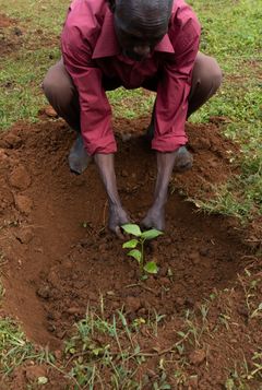 Udover et træ så får bønderne også hjælp til udplantning, og de får undervisning og træning i, hvordan de bedst plejer træerne.