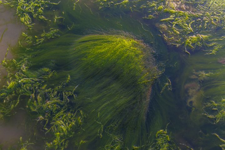 Det nye forskningscenter VOLT vil bl.a. undersøge, hvordan planteplankton som fx alger producerer og 'fortærer' flygtige gasser