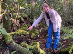 Lektor Kathrin Rousk på feltarbejde i Costa Rica