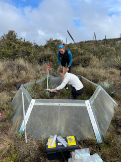 Postdoc Amy Smart and studerende Anneka Williams indsamler VOC'ere fra planter i Matarredonda, Colombia.