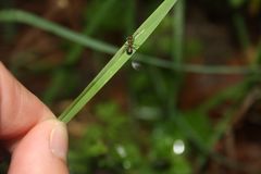 Inficeret myrer i Bidstrupskovene nær Roskilde. Parasitten får myren til at bide sig fast i græsstrå så den kan bliver spist af køer of hjorte. Foto: Københavns Universitet