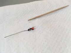 Forskerne har undersøgt parasittens kontrol over myrerne ved at mærke flere hundrede inficerede myrer i Bidstrupskovene nær Roskilde med numre og farver. Foto: Københavns Universitet