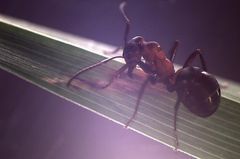 Forskerne har undersøgt parasittens kontrol over myrerne ved at mærke flere hundrede inficerede myrer i Bidstrupskovene nær Roskilde. På den måde har de været i stand til at observere deres adfærd i forhold til lys, luftfugtighed, tid på dagen og temperatur. Foto: Københavns Universitet