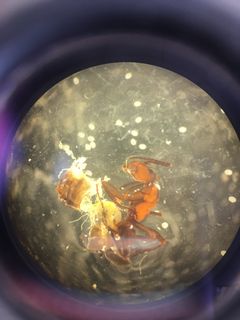 Billede viser en dissekeret myre, hvor man kan se de indkapslede parasitter ( de hvide ovale strukturer) der kommer ud af bagkroppen. Foto: Brian Lund Fredensborg