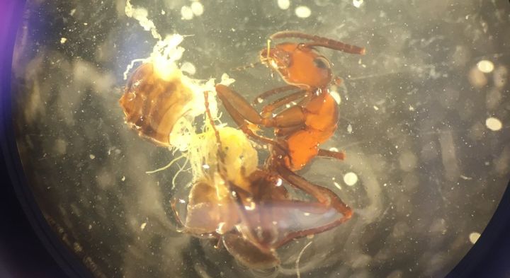Dissected ant and where you can see the encapsulated parasites (white oval structures) spilling out of the hind body. Photo: Brian Lund Fredensborg