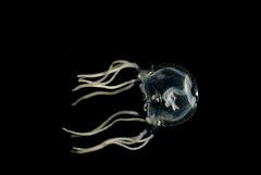 A Caribbean box jellyfish