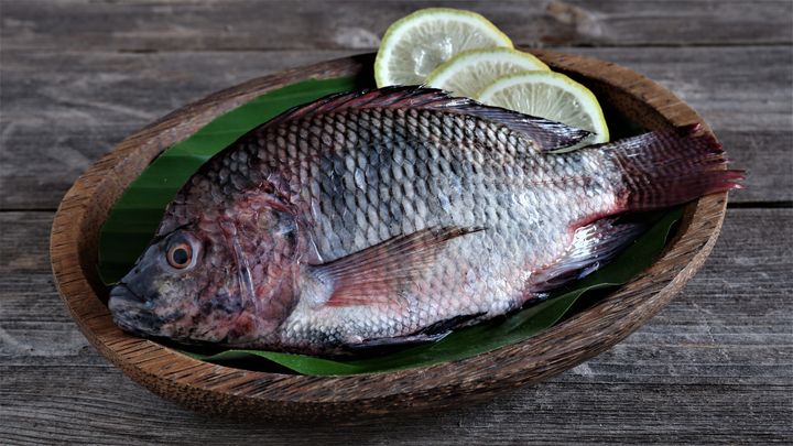 Tilapia er en af de vigtigste opdrætsfisk i verden