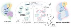 Illustration of RNA Anti-CRISPRs (Racrs) in a bacteria