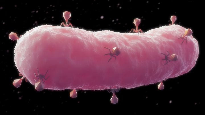 Phages are viruses that attack bacteria.