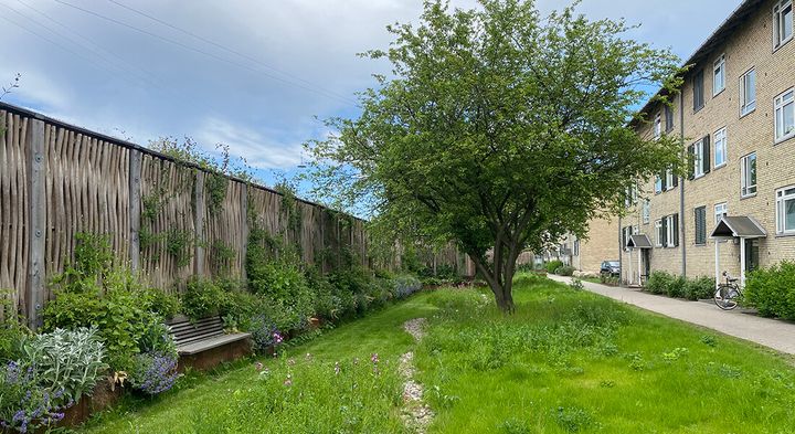 The invention, disguised as a three-meter-high willow garden fence, is named the "Green Climate Screen." This solution has already been successfully implemented in the Copenhagen district of Valby. Photo: Department of Geosciences and Natural Resource Management.