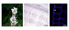 Cellevægge i en stængel fra en stokrose (Althaea officinalis) set gennem et mikroskop