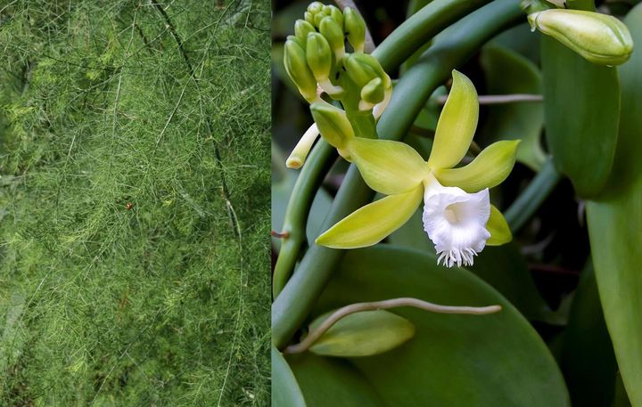 Aspargesplante (Asparagus officinalis) og vaniljeorkidé (Vanilla planifolia).