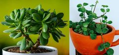 The jade plant (Crassula ovata) and jade necklace (Peperomia rotundifolia). Credit: Shutterstock / Getty Images.