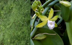Asparagus plant (Asparagus officinalis) and vanilla orchid (Vanilla planifolia). Credit: Wikimedia Commons / Getty Images